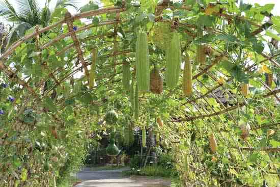 Grow Loofah (Growing Loofah) | Cute Eve Egyptian Luffa Supplier