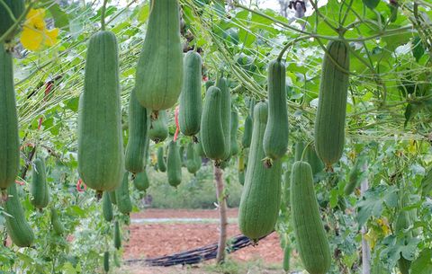 Loofah Plant (Loofah Plants) Egyptian Loofah Sponges Wholesale Supplier