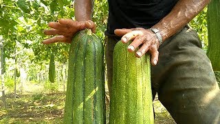 real loofah sponge