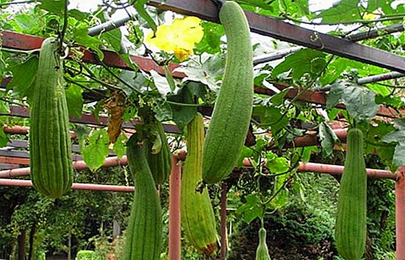 Egyptian Loofah Sponges Planting